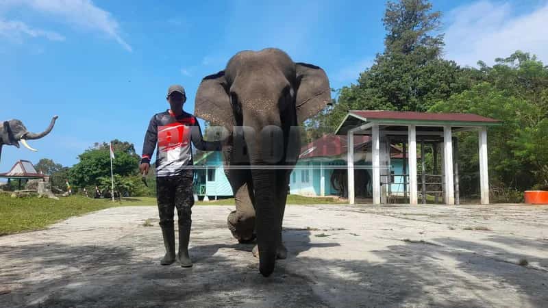Menjaga Raksasa Rimba Sumatra