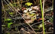 Kantong Semar dan Lumut yang Menjaga Sunyi Gunung Sibuatan