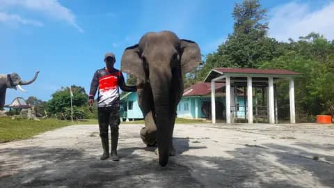 Menjaga Raksasa Rimba Sumatra