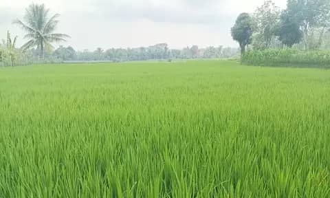 Petani Pematangsiantar Resah: Bibit Bantuan Ternyata Tidak Unggul