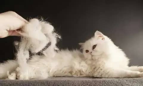 Bulu Kucing Rontok? Ini dia 10 Penyebab dan Cara Mengatasinya