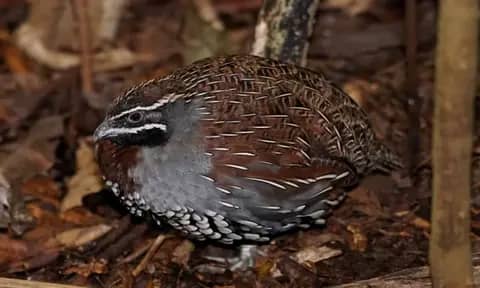 Mengulas Tentang Burung Puyuh, Burung yang Sempat Viral di Media Sosial