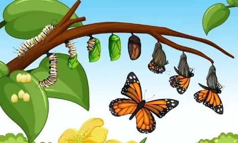 Pengertian Hewan yang Mengalami Metamorfosis Sempurna dan 10 Contohnya