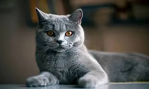 Mudah Dirawat! Inilah 16 Jenis Kucing Rambut Pendek yang Unik dan Imut