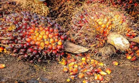 Harga TBS Sawit Di Palas Merosot: Tertinggi Rp 1.800/kg, Terendah Rp 1.300/kg