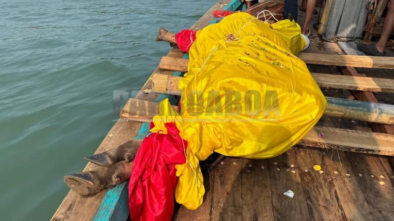 Sebagai bagian dari ritual, sesaji berupa seekor kerbau yang dibalut kain kuning akan dilarungkan ke tengah laut,