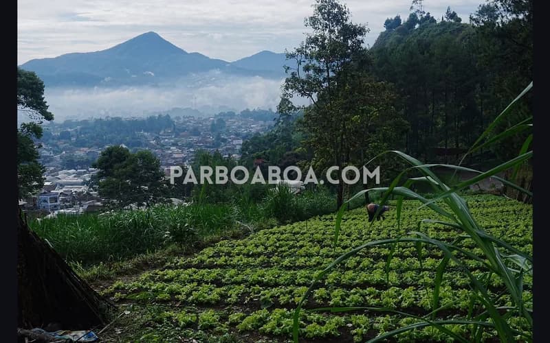 Punclut sebutannya; singkatan dari Puncak Ciumbuleuit (foto: P. Hasudungan Sirait/PARBOABOA)