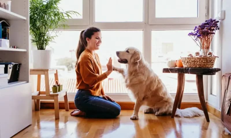 Jenis anjing peliharaan (dok. istockphoto)
