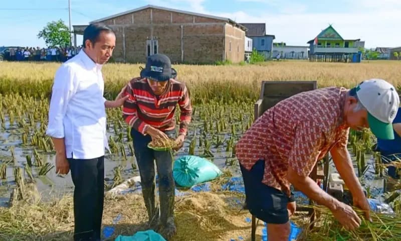 Presiden Joko Widodo meninjau secara langsung pelaksanaan panen raya padi di Kabupaten Maros, Provinsi Sulawesi Selatan, pada Kamis pagi, 30 Maret 2023. (Foto: Dok. BPMI Setpres/Muchlis Jr)