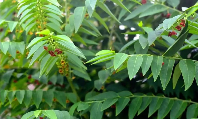 Daun Katuk (Dok. Briliofood)