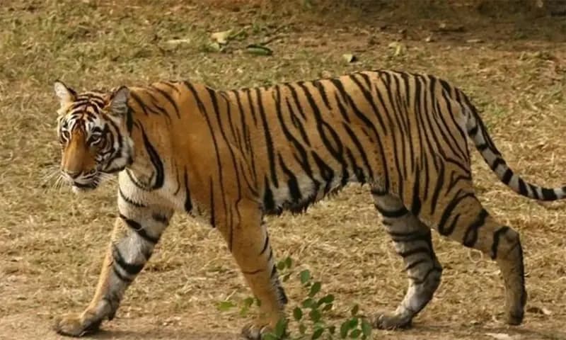 Harimau Sumatra (Foto: iNews)