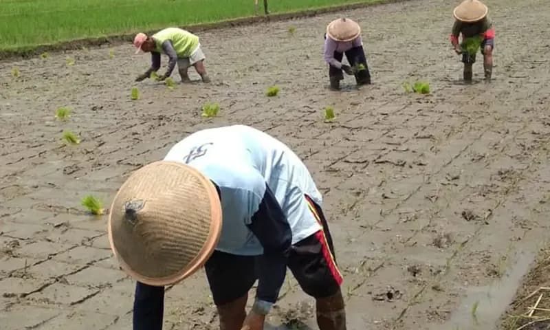 Presiden Prabowo Subianto tengah mengupayakan program swasembada pangan di Indonesia (Foto: Instagram/@bibitunggul)