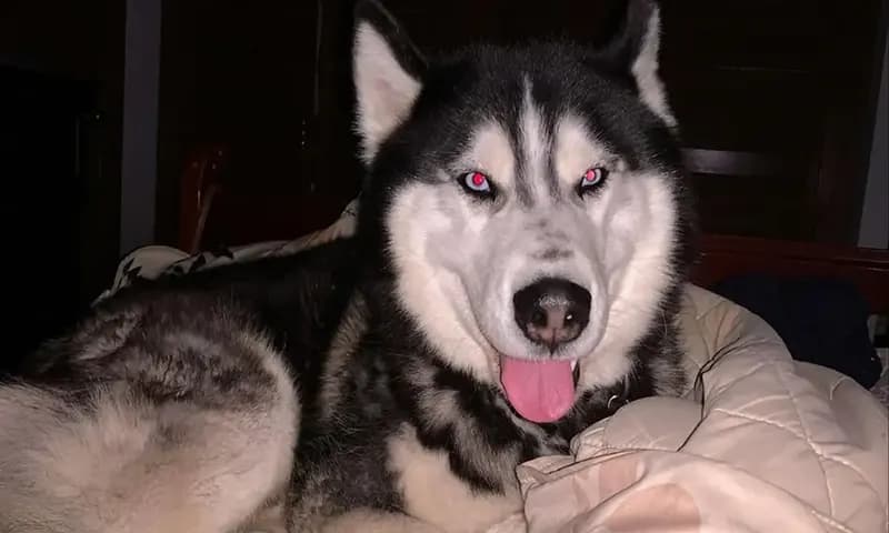 Cara Merawat Anjing Husky (Foto: Pinterest @mutiarashf)