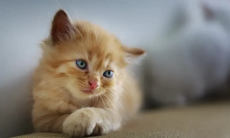 Inspirasi Nama Kucing Lucu dan Aesthetic (Foto: Pixabay)