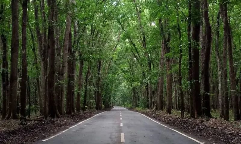 Alas Purwo Banyuwangi, Jawa Timur, (Foto: Instagram/@btn_alaspurwo)