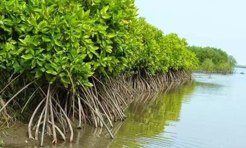 Hutan Mangrove (Foto : Dinas Lingkungan Hidup Kabupaten Buleleng)