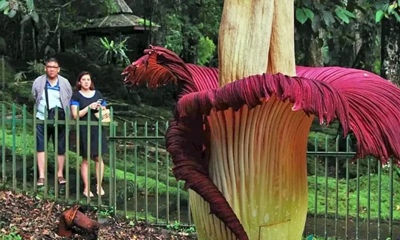 Salah satu bunga terbau di dunia yaitu Titan Arum (Amorphophallus Titanum) (Foto: TEMPO/Lazyra Amadea Hidayat)
