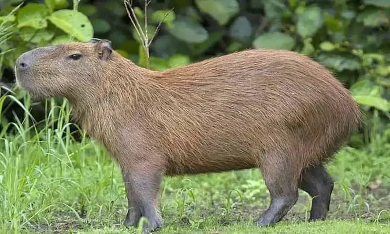 Fakta menarik Capybara (Foto: ihatemycomfortzone.wordpress.com)