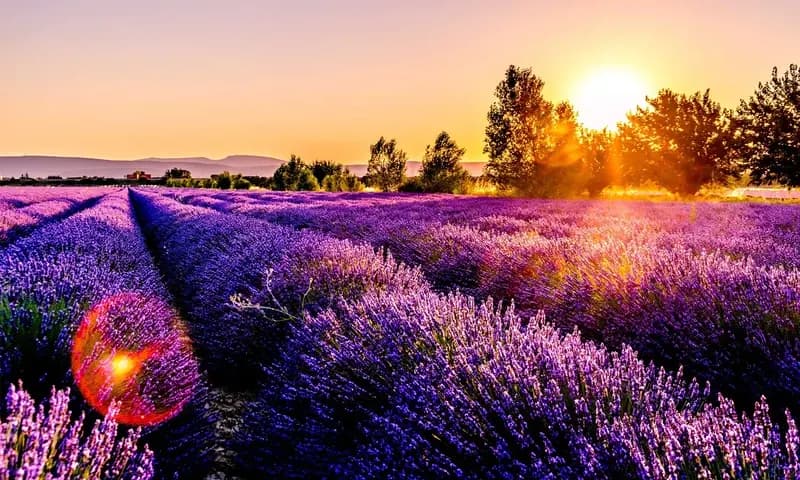 Ilustrasi. Memahami arti bunga lavender dalam kehidupan (Foto: Unsplash/@ettocl)