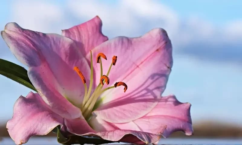 Berbagai arti bunga lily yang menakjubkan (Foto: Pixnio/pexel2013)