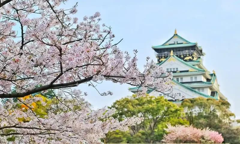 Arti bunga sakura (Foto: Bagus Pangestu/Pexels)
