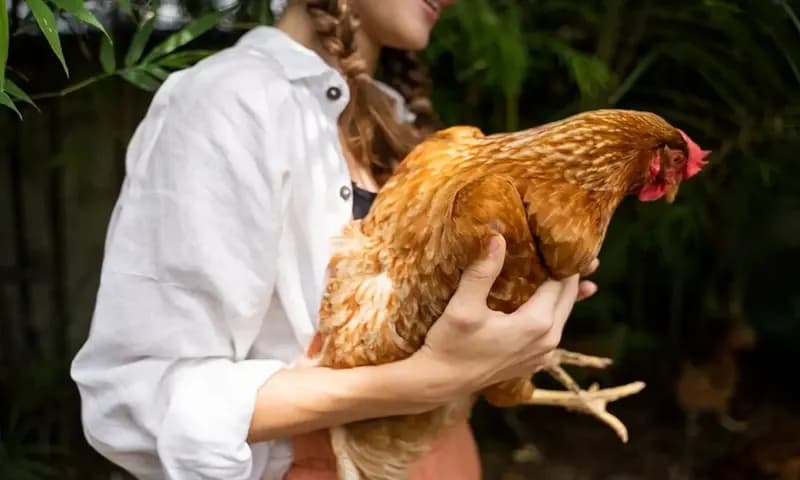 Doa Menyembelih Ayam Sesuai Syariat Islam (Foto: Freepik)