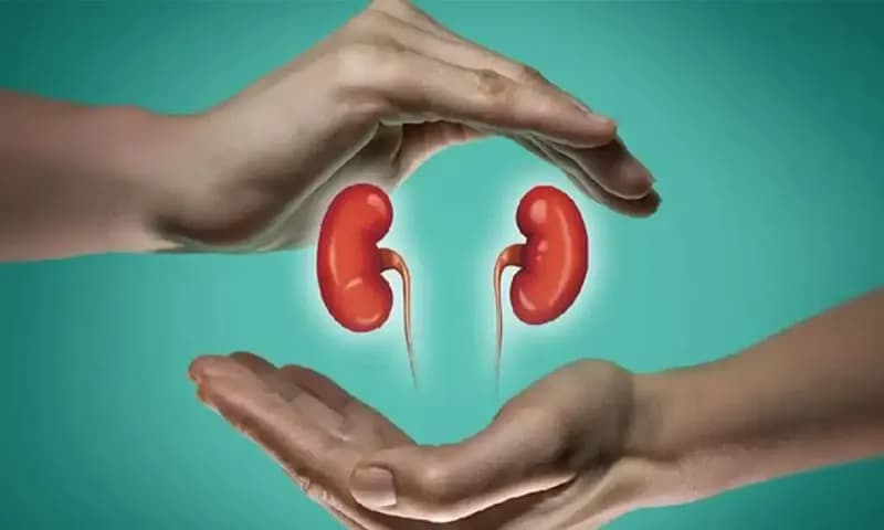 Ilustrasi ginjal (Foto: iStockphoto/SvetaZi)