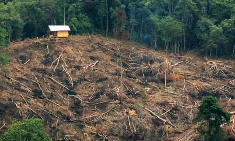 Hutan rusak akibat penebangan pohon di kaki Bukit Barisan, Kecamatan Koto Tangah, Sumatera Barat. (Foto: Dok. Antara)