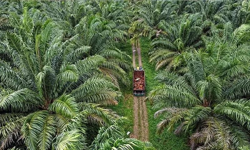 Presiden Prabowo mendorong penanaman kelapa sawit sebagai bahan baku BBM nabati di Papua (Foto: dok. GAPKI Sumbar)