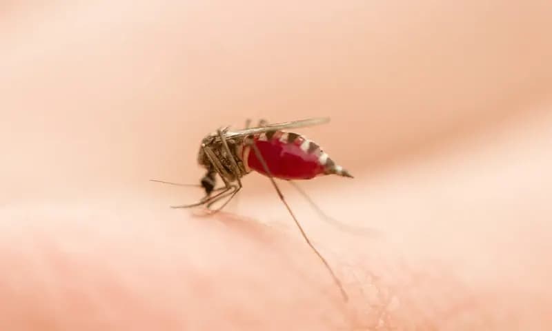 Ilustrasi gigitan nyamuk Aedes Aegypti penyebab demam berdarah (Dok: herminahospitals.com)