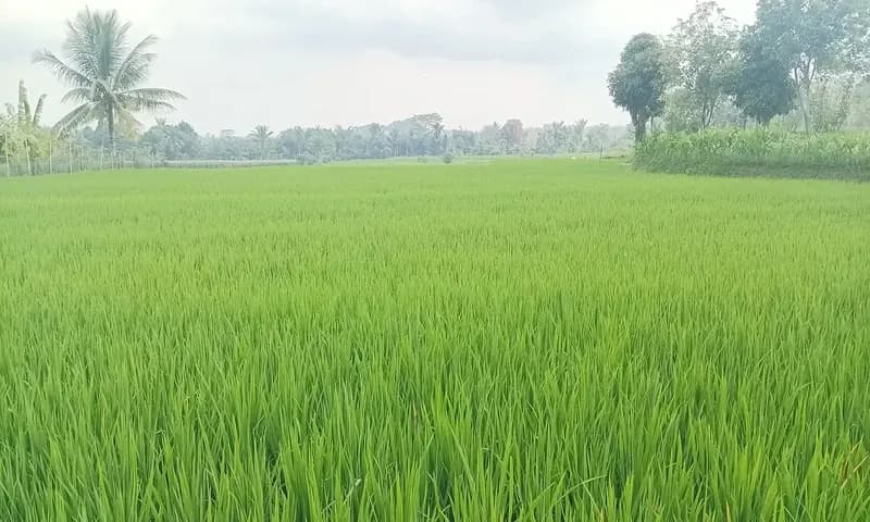 Hamparan padi varietas Inpari 32 dari pemberian bantuan bibit yang telah ditanam oleh para petani di Kecamatan Siantar Marimbun, Kota Pematangsiantar. (Foto: PARBOABOA/Putra Purba)