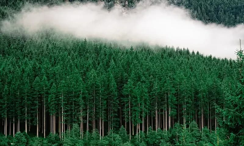 Bioma Taiga (Foto: Freepik/Wirestock)