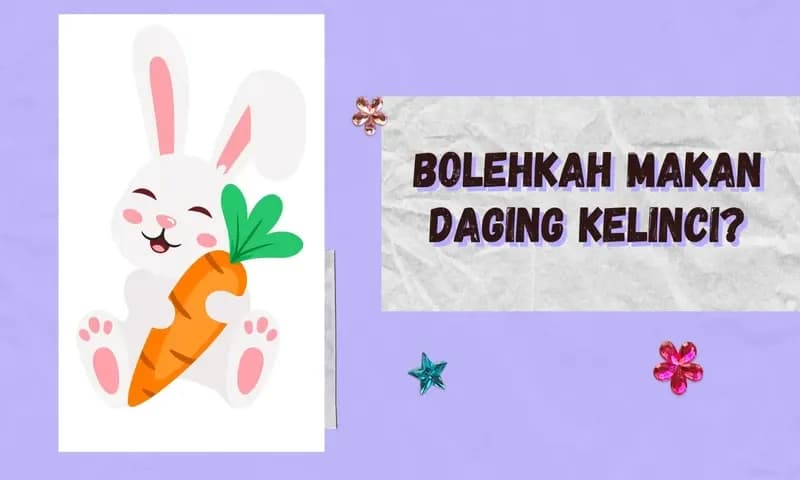 Hukum mengonsumsi daging kelinci dalam Islam (Foto: Parboaboa/Ratni)