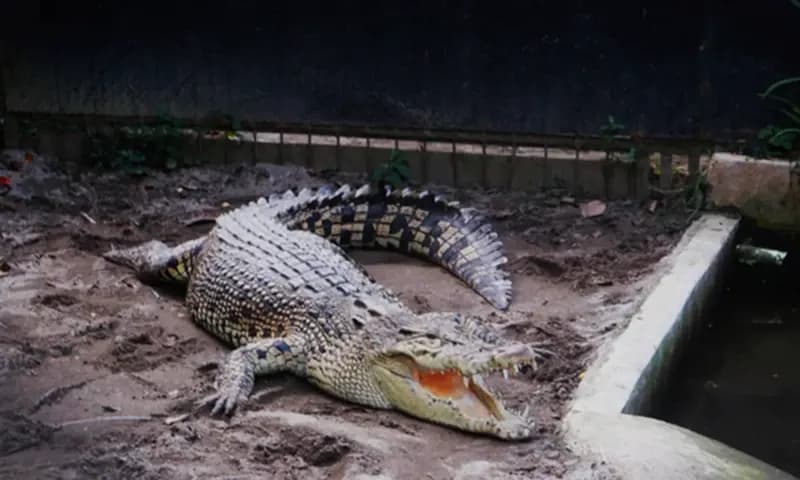 Buaya muara, salah-satu spesies buaya terganas di dunia dan satwa dilindungi yang ada di Siantar Zoo (Foto: PARBOABOA/Novriani)