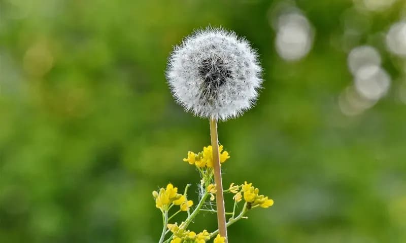 Melihat arti bunga dandelion yang penuh dengan makna akan kehidupan (Foto: Pixnio/Bicanski)