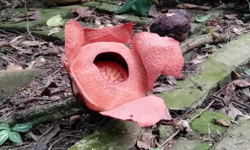 Bunga Rafflesia Arnoldi yang tumbuh di eks situ Kebun Raya Bogor (Foto: KOMPAS.com/Ramdhan Triyadi Bempah)