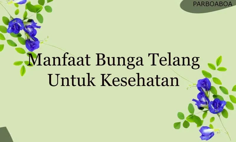 Manfaat Bunga Telang untuk Kesehatan (Dok:Parboaboa)