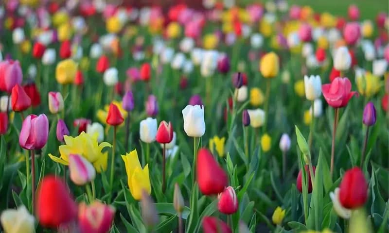 Salah satu bunga tercantik di dunia yakni bunga Tulip (pixabay.com)
