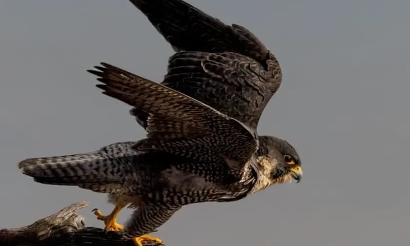 Fakta Peregrine Falcon (Foto: Instagram/@keithmetzgerphotography)