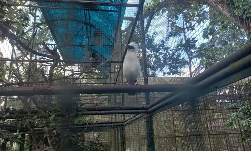 Burung Jalak Bali (Foto: Parboaboa/Yesika)