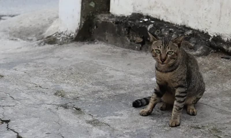 Ilustrasi Kucing Liar yang Jadi Buruan untuk Dikonsumsi (Foto: PARBOABOA/ Putra Purba)