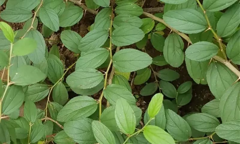 Manfaat daun bidara untuk kesehatan (Foto: Instagram/@irnamutiara)