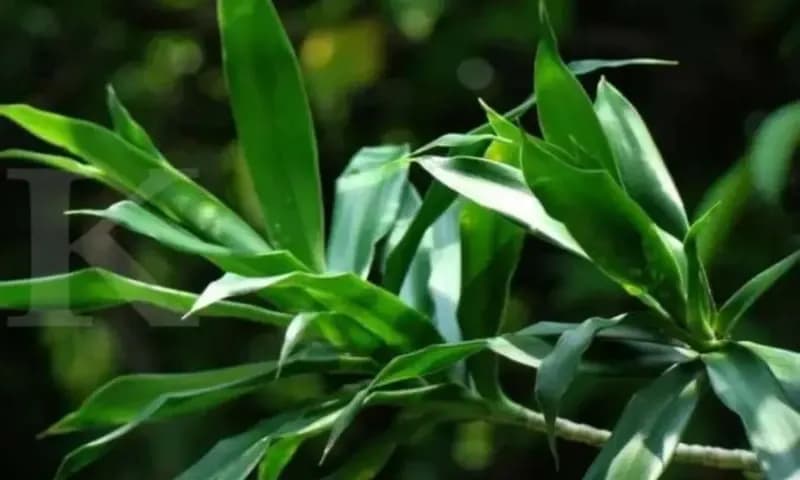 Manfaat Daun Suji (Foto : Masfikr.com)