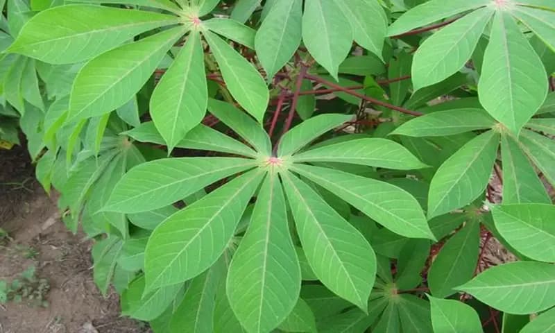 Daun singkong (Foto: Parboaboa/Ratni)