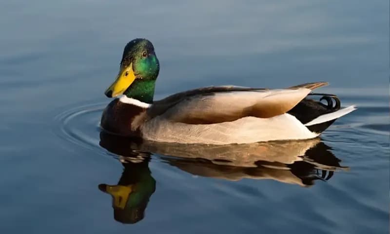 llustrasi Duck Syndrome yang viral di TikTok (Foto. Dok.alodokter)