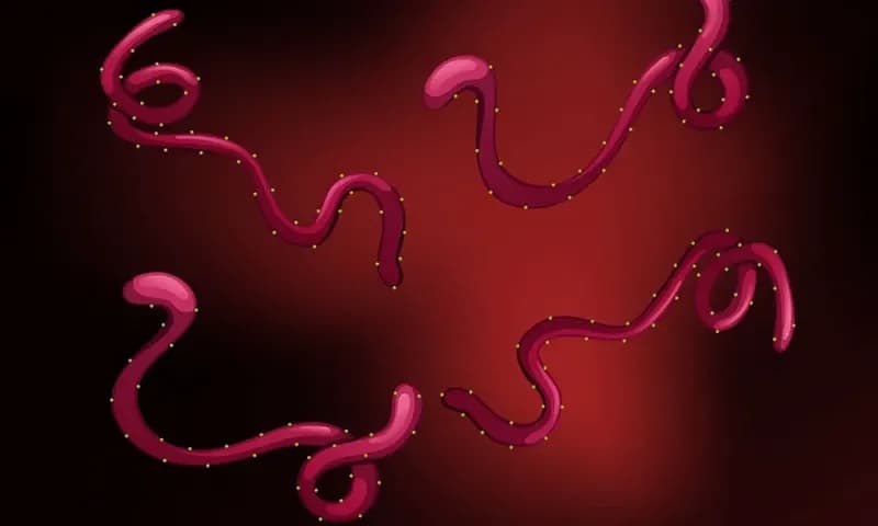 Virus Ebola merupakan penyebab penyakit virus ebola (PVE). (Foto: X/@AndreaL99938744)