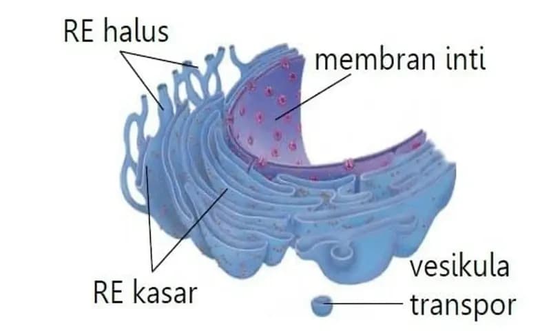 Gamabar Retikulum Endoplasma (Dok: SuaraSuara.com)