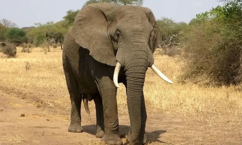 Gajah Afrika, hewan terbesar di dunia yang hidup di darat (ajoheyho/pixabay)