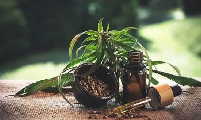 Ganja (PIXABAY/CBD-infos-com)