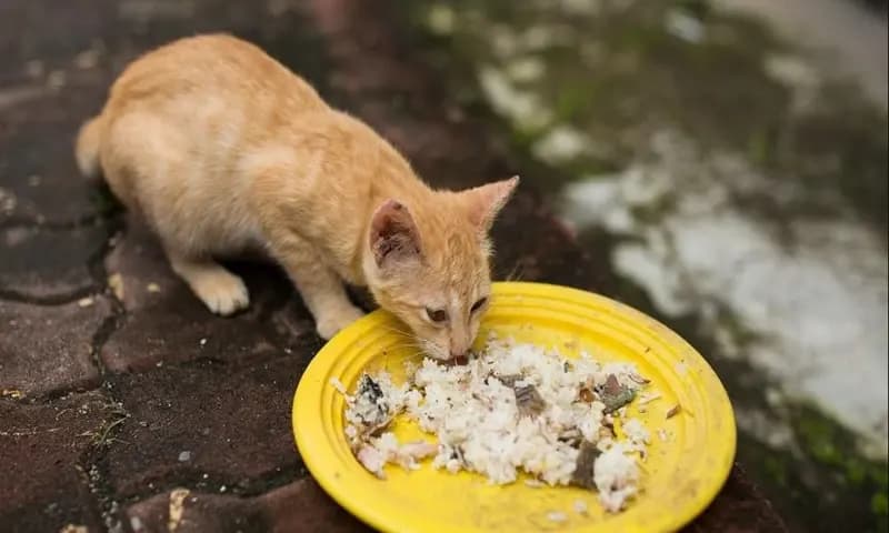 Kucing Makan Nasi ( Dok : FaniCat)